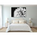 CANVAS PRINT DANDELION IN BLACK AND WHITE - BLACK AND WHITE PICTURES - PICTURES