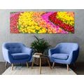CANVAS PRINT COLORFUL TULIPS - PICTURES FLOWERS - PICTURES