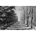 OBRAZ PODZIMNÍ ALEJ STROMŮ V ČERNOBÍLÉM PROVEDENÍ - ČERNOBÍLÉ OBRAZY - OBRAZY