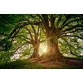 WALL MURAL MAJESTIC TREES - WALLPAPERS NATURE - WALLPAPERS