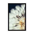 POSTER DANDELION ON A DARK BACKGROUND - FLOWERS - POSTERS