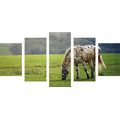 5-PIECE CANVAS PRINT HORSE ON A MEADOW - PICTURES OF ANIMALS{% if product.category.pathNames[0] != product.category.name %} - PICTURES{% endif %}