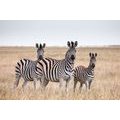 WANDBILD DREI ZEBRAS IN DER SAVANNE - BILDER TIERE - BILDER