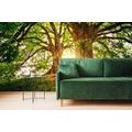 FOTOTAPETE MAJESTÄTISCHE BÄUME - TAPETEN MIT NATURMOTIVEN - TAPETEN