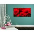 CANVAS PRINT BEAUTIFUL FIELD OF POPPIES - PICTURES FLOWERS - PICTURES