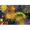 SELF ADHESIVE WALLPAPER COLORFUL ABSTRACT ART - SELF-ADHESIVE WALLPAPERS - WALLPAPERS