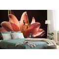 WALL MURAL LILY ON A BLACK BACKGROUND - WALLPAPERS FLOWERS - WALLPAPERS