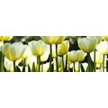 SELF ADHESIVE PHOTO WALLPAPER FOR KITCHEN WHITE TULIPS - WALLPAPERS{% if product.category.pathNames[0] != product.category.name %} - WALLPAPERS{% endif %}