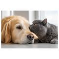 WANDBILD FREUNDSCHAFT ZWISCHEN HUND UND KATZE - BILDER TIERE - BILDER