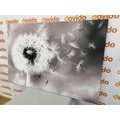 CANVAS PRINT MAGICAL DANDELION IN BLACK AND WHITE - BLACK AND WHITE PICTURES{% if product.category.pathNames[0] != product.category.name %} - PICTURES{% endif %}