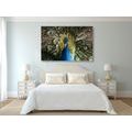 CANVAS PRINT PEACOCK IN BEAUTIFUL COLORING - PICTURES OF ANIMALS{% if product.category.pathNames[0] != product.category.name %} - PICTURES{% endif %}
