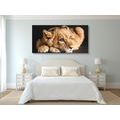 CANVAS PRINT OF A CUTE LION - PICTURES OF ANIMALS{% if product.category.pathNames[0] != product.category.name %} - PICTURES{% endif %}