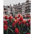 PAINT BY NUMBERS TULIPS IN AMSTERDAM - CITIES - PAINTING BY NUMBERS