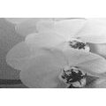 CANVAS PRINT ORCHID ON A CANVAS IN BLACK AND WHITE - BLACK AND WHITE PICTURES - PICTURES