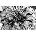 PAPIER PEINT DAHLIA EXOTIQUE EN NOIR ET BLANC - PAPIER PEINT NOIR ET BLANC - PAPIER PEINT