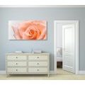 WANDBILD PFIRSICHROSE - BILDER BLUMEN - BILDER