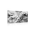CANVAS PRINT CHERRY BLOSSOM IN BLACK AND WHITE - BLACK AND WHITE PICTURES{% if product.category.pathNames[0] != product.category.name %} - PICTURES{% endif %}