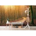 SELF ADHESIVE WALL MURAL PATH TO THE FOREST - SELF-ADHESIVE WALLPAPERS - WALLPAPERS