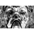 WANDBILD BULLDOGGE IN SCHWARZ-WEISS - SCHWARZ-WEISSE BILDER - BILDER