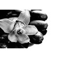 WALL MURAL BLACK AND WHITE EXOTIC ORCHID - BLACK AND WHITE WALLPAPERS - WALLPAPERS
