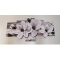 CUADRO DE 5 PIEZAS MAGNOLIAS CON PERLAS EN BLANCO Y NEGRO - CUADROS DE 5 PIEZAS - OUTLET 🔥