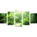 5-PIECE CANVAS PRINT PATH ON THE ISLAND OF SEYCHELLES - PICTURES OF NATURE AND LANDSCAPE - PICTURES