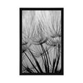 POSTER DANDELION SEEDS IN BLACK AND WHITE - BLACK AND WHITE - POSTERS