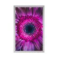 PLAKAT PURPUROWA GERBERA - KWIATY - PLAKATY