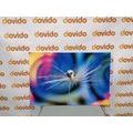 CANVAS PRINT DROP OF DEW ON A COLORED BACKGROUND - PICTURES FLOWERS - PICTURES