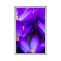 POSTER BLOOMING PURPLE SAFFRON - FLOWERS - POSTERS