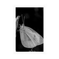 POSTER BUTTERFLY ON A FLOWER - BLACK AND WHITE - POSTERS