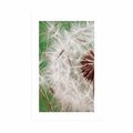 POSTER WITH MOUNT DANDELION SEEDS - FLOWERS - POSTERS