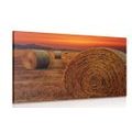 CANVAS PRINT HAY BALES - PICTURES OF NATURE AND LANDSCAPE - PICTURES