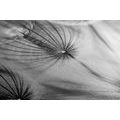 CANVAS PRINT DANDELION IN BLACK AND WHITE - BLACK AND WHITE PICTURES - PICTURES