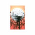 POSTER WITH MOUNT DANDELION AT SUNSET - FLOWERS - POSTERS