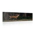 CANVAS PRINT MAJESTIC DEER - PICTURES OF ANIMALS{% if product.category.pathNames[0] != product.category.name %} - PICTURES{% endif %}