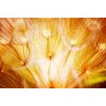 SELF ADHESIVE WALLPAPER UNUSUAL DANDELION - SELF-ADHESIVE WALLPAPERS - WALLPAPERS