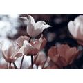 CANVAS PRINT SPRING TULIPS IN A PARK - PICTURES FLOWERS - PICTURES