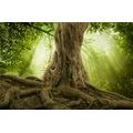 SELF ADHESIVE WALLPAPER TREE ROOT - SELF-ADHESIVE WALLPAPERS - WALLPAPERS