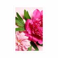 AFFICHE PIVOINE ROSE - FLEURS - AFFICHES