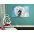 CANVAS PRINT DETAIL OF A DANDELION - PICTURES FLOWERS - PICTURES