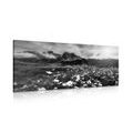 CANVAS PRINT MEADOW OF BLOOMING FLOWERS IN BLACK AND WHITE - BLACK AND WHITE PICTURES - PICTURES