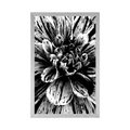 POSTER EXOTIC DAHLIA IN BLACK AND WHITE - BLACK AND WHITE - POSTERS