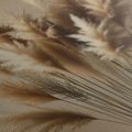 SLIKA NEŽNA STEBLA PAMPAS TRAVE - SLIKE - 🔥 TOTALNA ODPRODAJA