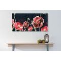 CANVAS PRINT RED POPPIES ON A BLACK BACKGROUND - PICTURES FLOWERS - PICTURES