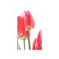 POSTER MIT PASSEPARTOUT ROTE FELDTULPEN - BLUMEN - POSTER