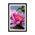 AFFICHE AVEC MONTURE FLEUR DE LOTUS ROSE - FLEURS - AFFICHES