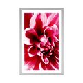 POSTER MIT PASSEPARTOUT ROSA BLUME - BLUMEN - POSTER