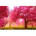 WALL MURAL BLOSSOMING CHERRY TREES - WALLPAPERS NATURE - WALLPAPERS