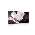 WANDBILD MAGNOLIENBLÜTE AUF ABSTRAKTEM HINTERGRUND - BILDER BLUMEN - BILDER